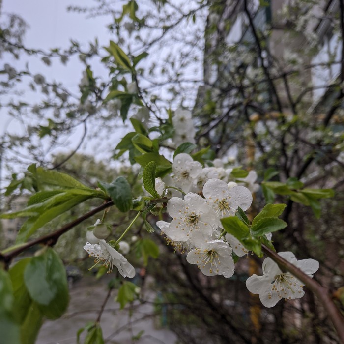 Сакура в России