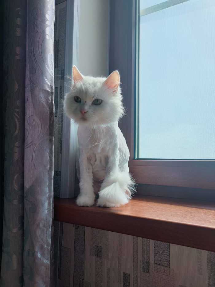 КотТэдж своими руками Своими руками, Рукоделие, Рукоделие с процессом, Кошкин дом, Кот, Домашние животные, Длиннопост