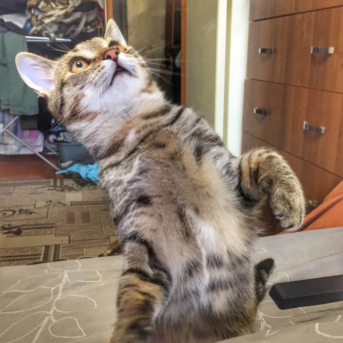 Кошачье удивление