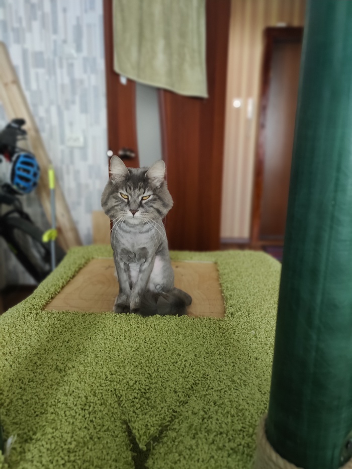 КотТэдж своими руками Своими руками, Рукоделие, Рукоделие с процессом, Кошкин дом, Кот, Домашние животные, Длиннопост