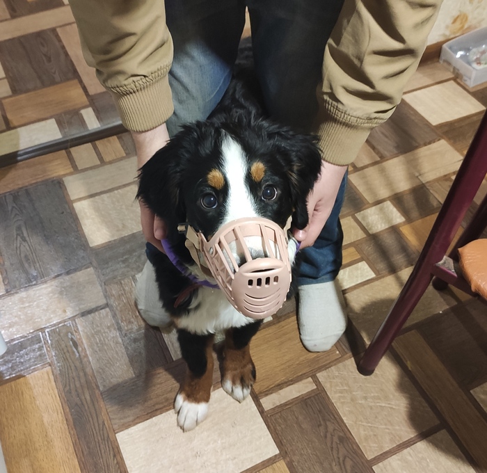 Намордник