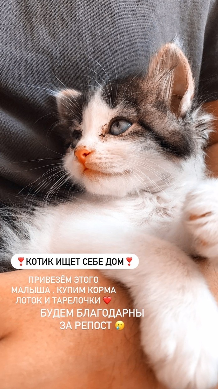 Котик ищет семью