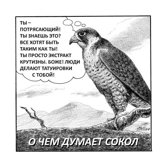 чем питаются соколы в городе. Смотреть фото чем питаются соколы в городе. Смотреть картинку чем питаются соколы в городе. Картинка про чем питаются соколы в городе. Фото чем питаются соколы в городе