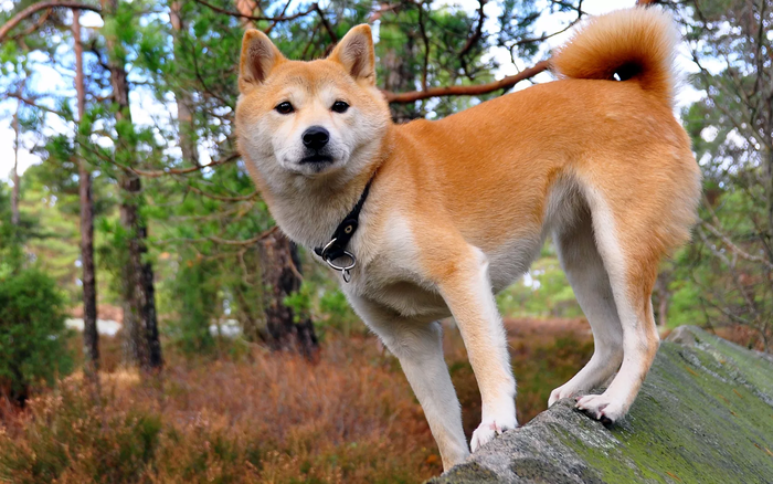 � �������� ������������ SHIBA INU