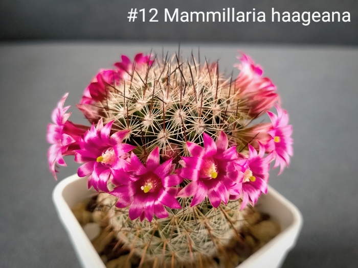   Mammillaria haageana