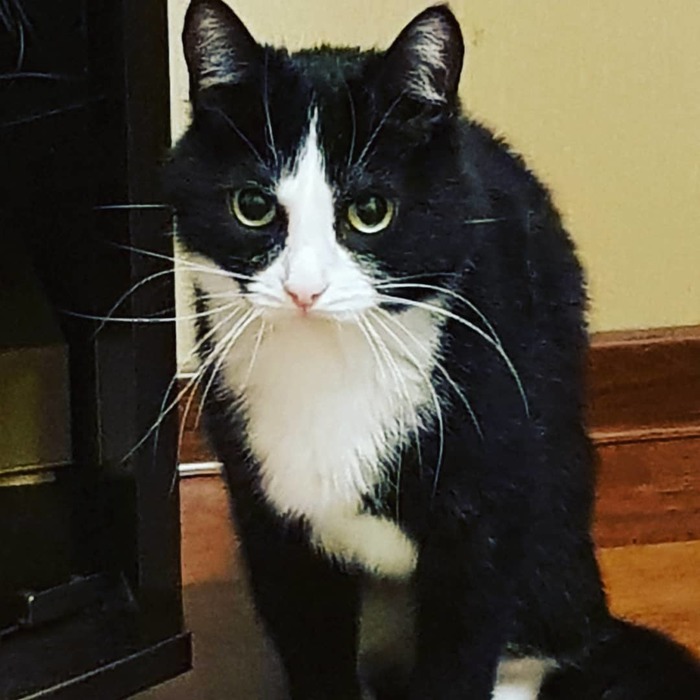 Юбилей у кота