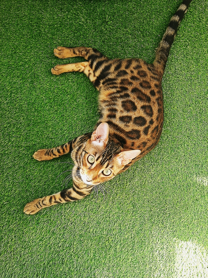 �������� �� �������