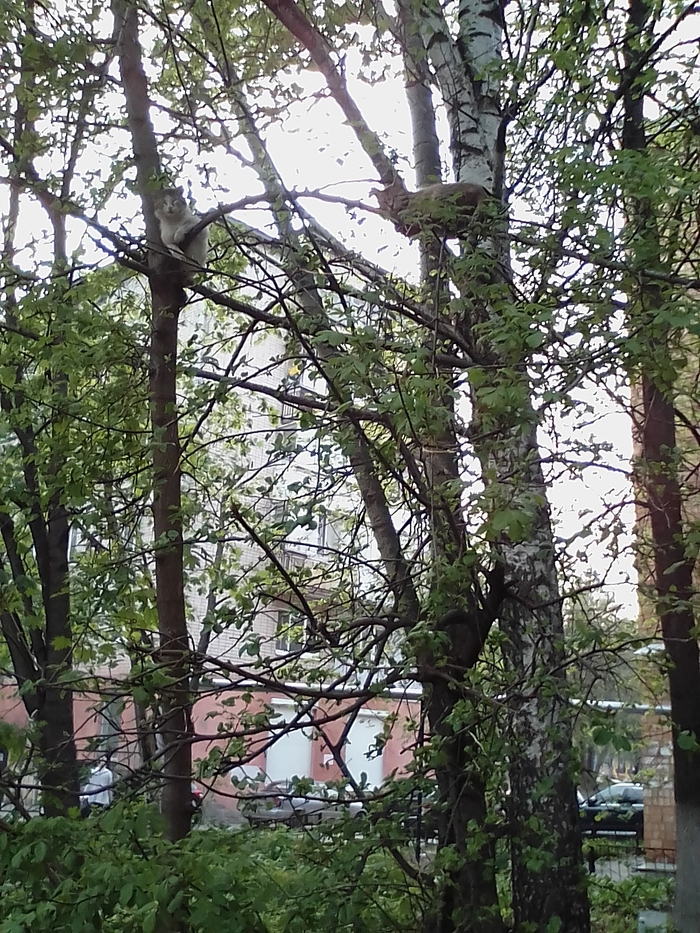 Хатуль-маданы на отдыхе