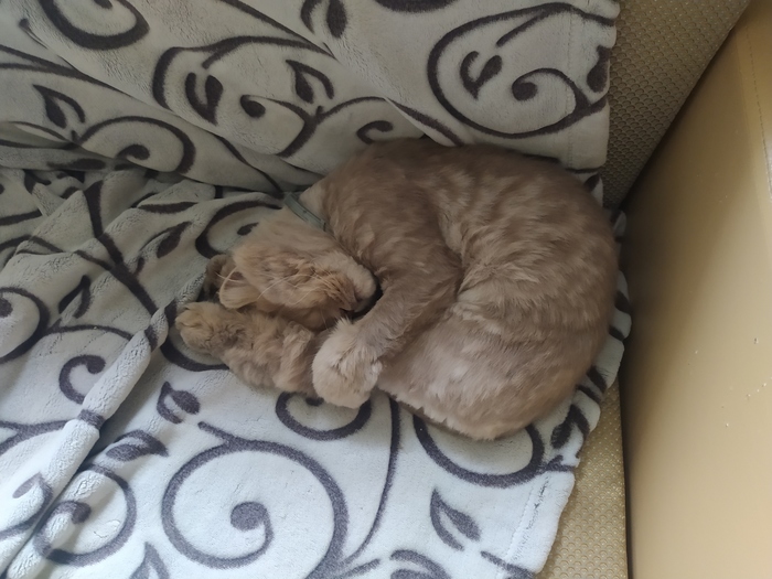 ������ ������