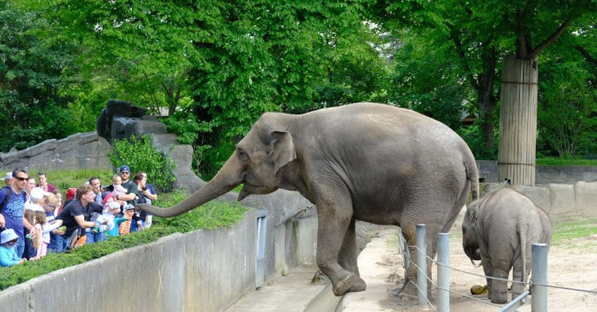 Zoo post. Зоопарк в Европе. Зоопарки с людьми в Европе. Зоопарк на немецкой техники.