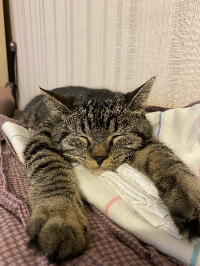 Мой спящий котейка