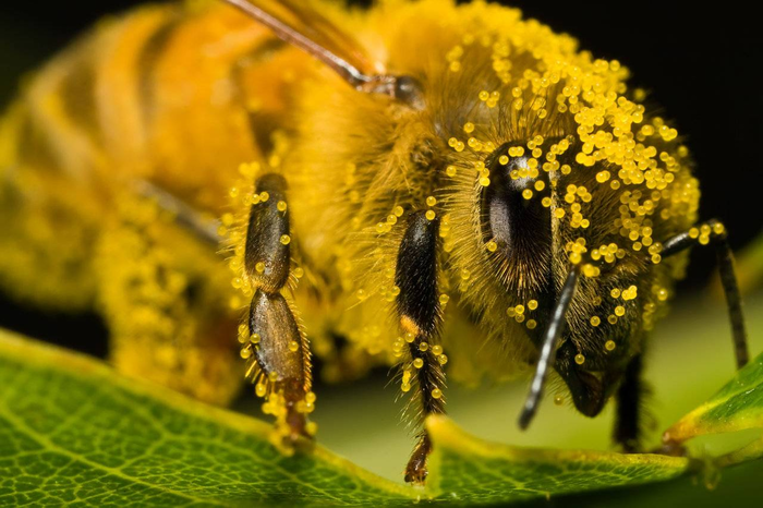 Пчела в пыльце