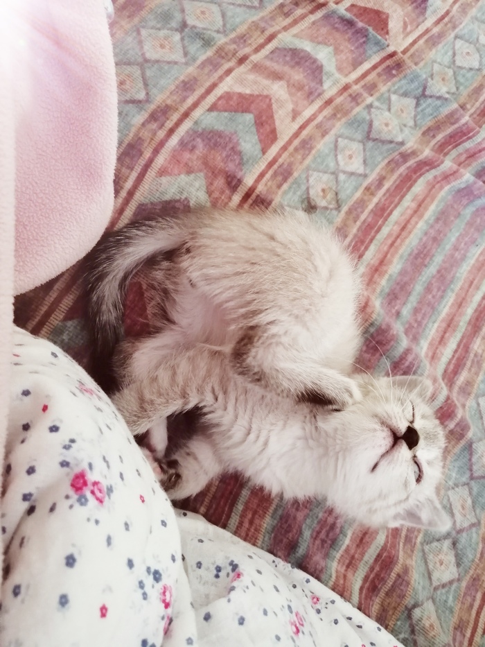 Котенок чешет мордочку