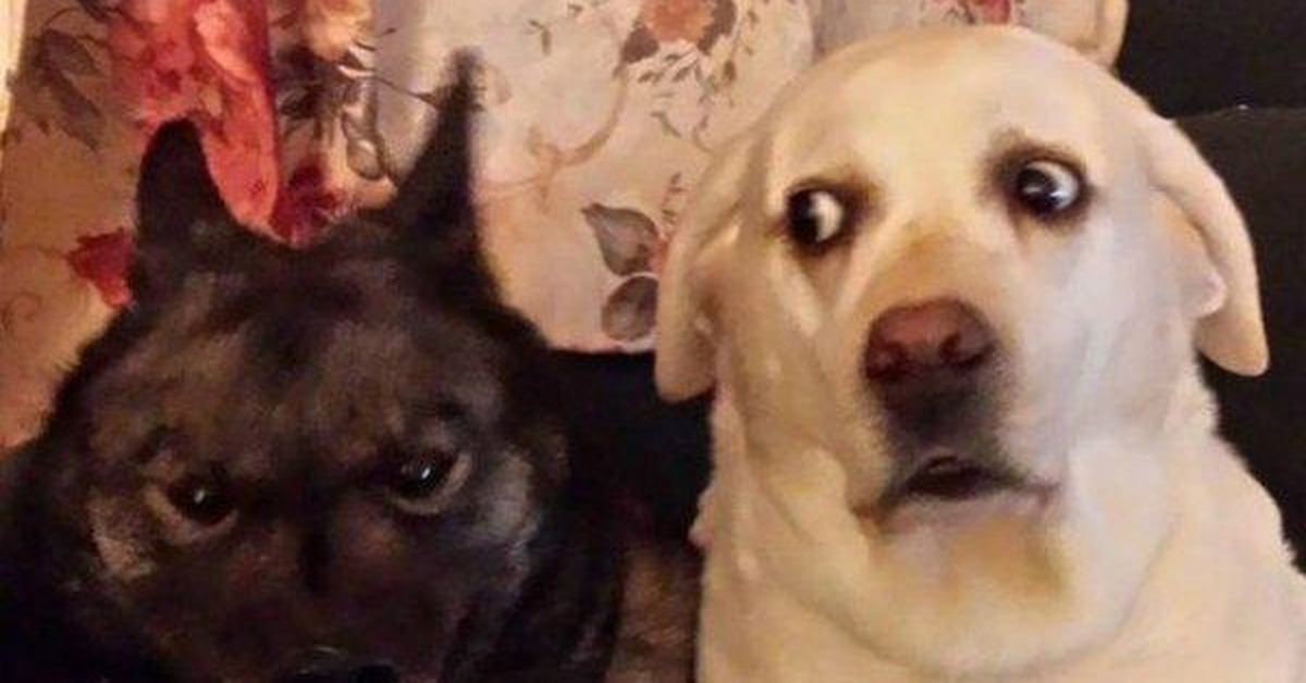 Лабрадор мем. Злой лабрадор. Собака с ножом Мем. Злая и добрая собака Мем. Мемы про лабрадоров