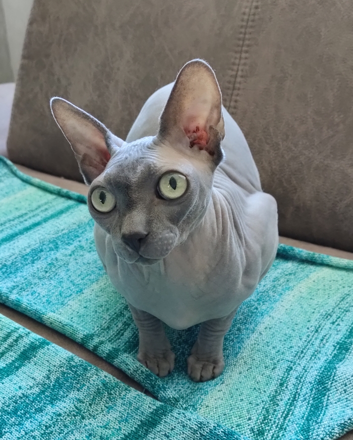 Котики все равно милее собак