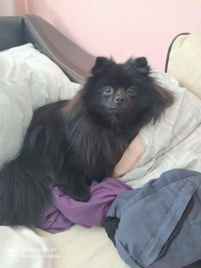 Ответ на пост про победу над котиками