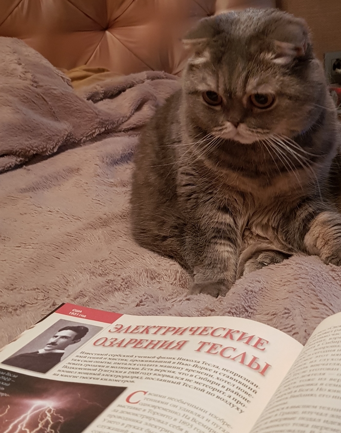 метка кота что это. Смотреть фото метка кота что это. Смотреть картинку метка кота что это. Картинка про метка кота что это. Фото метка кота что это