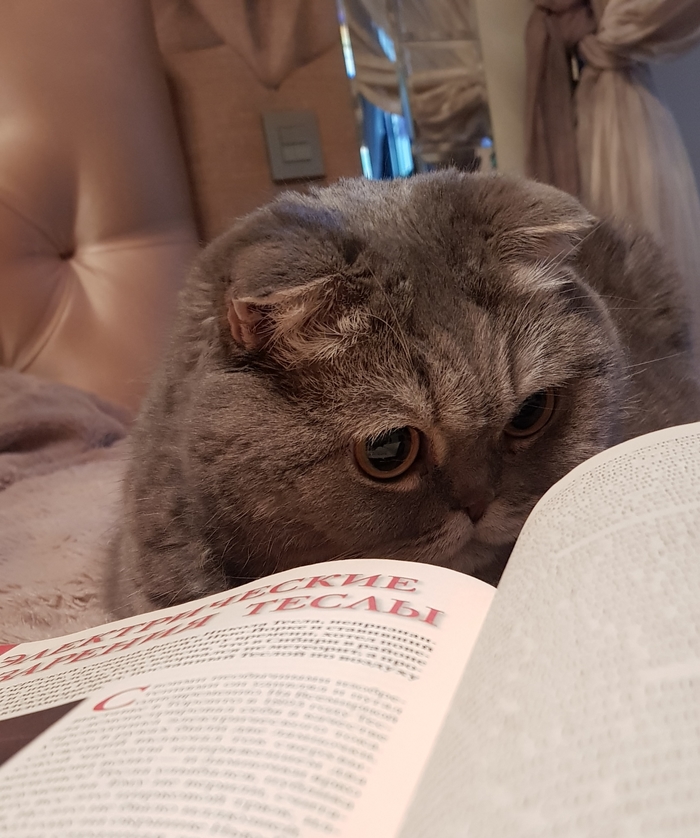 метка кота что это. Смотреть фото метка кота что это. Смотреть картинку метка кота что это. Картинка про метка кота что это. Фото метка кота что это
