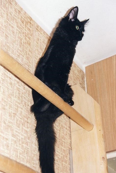 ,    ?........   !                     ....     .....?!