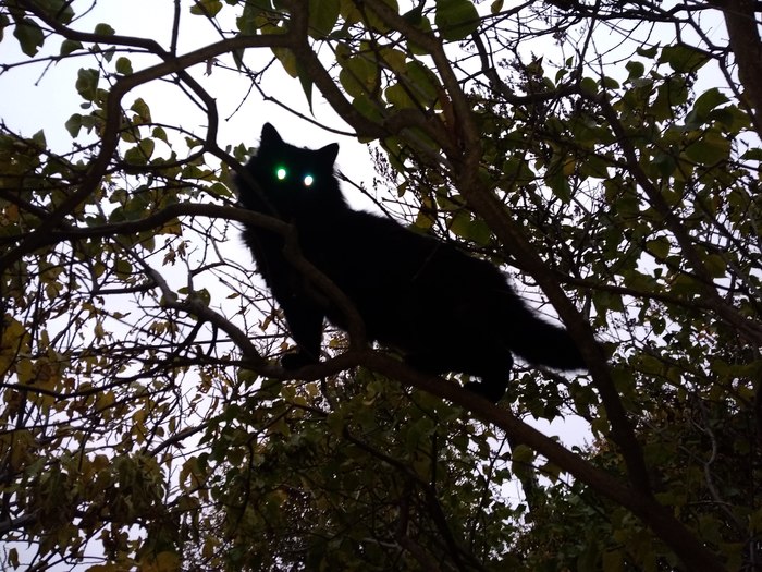 Котика звали!
