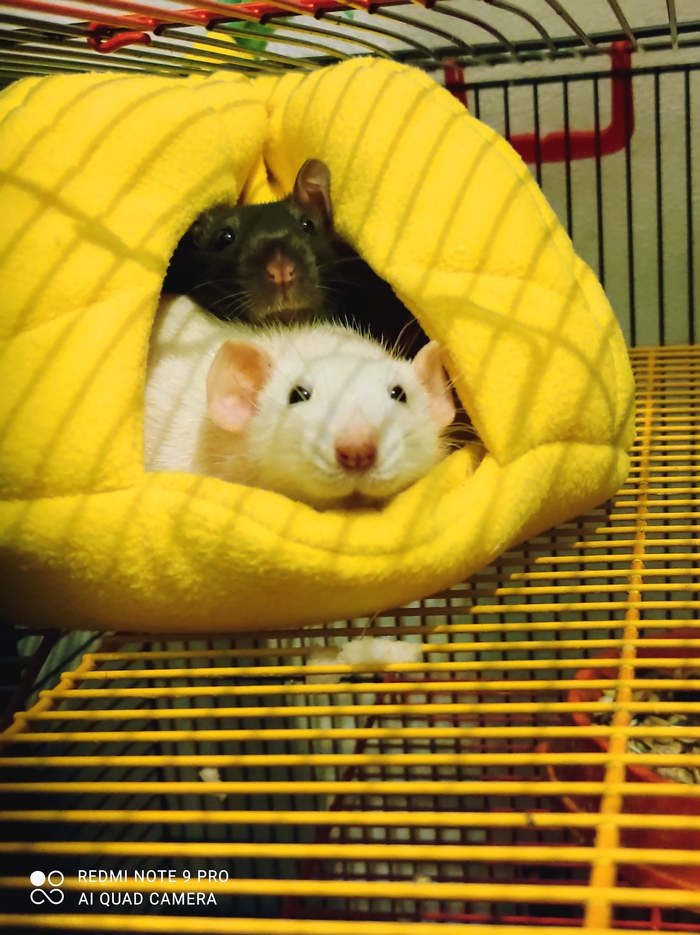 Вместо котиков