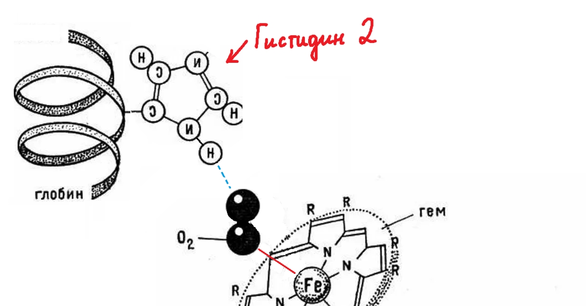 Гем биохимия. Схема распада гемоглобина. Строение гемоглобина схема кружки. Структурная организация белка гемоглобина. Распад гема биохимия.