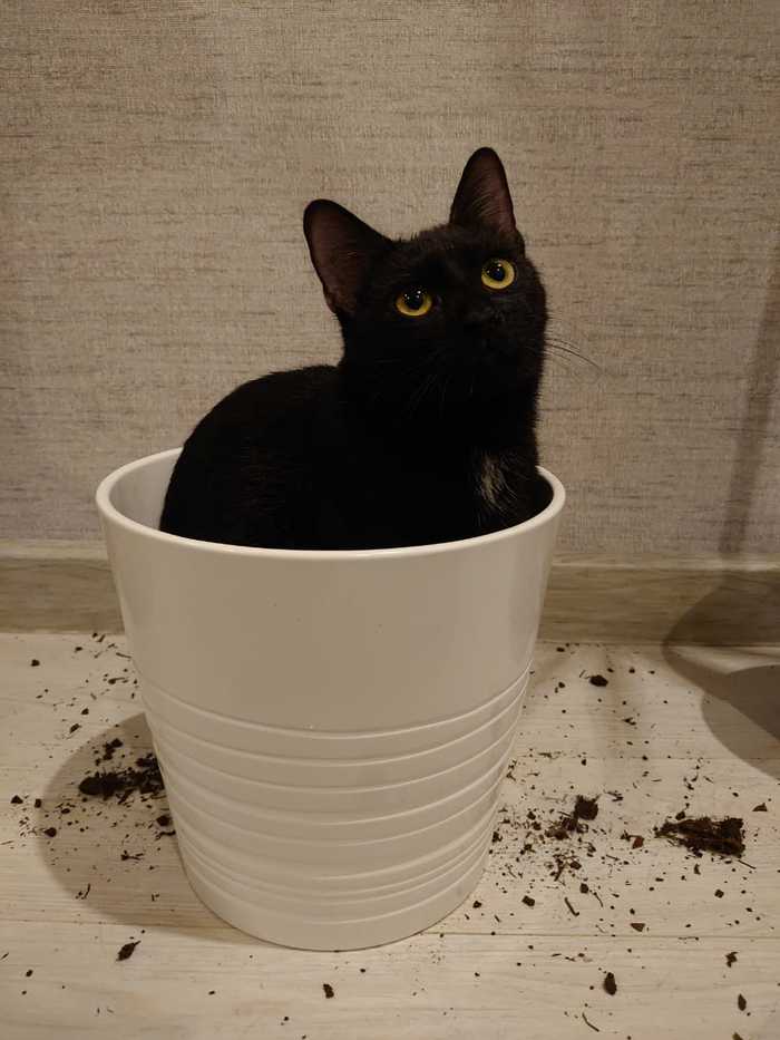 Я - цветочек