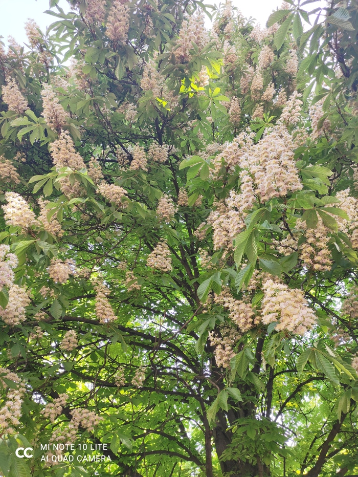 Буйство Каштанов и Зелени