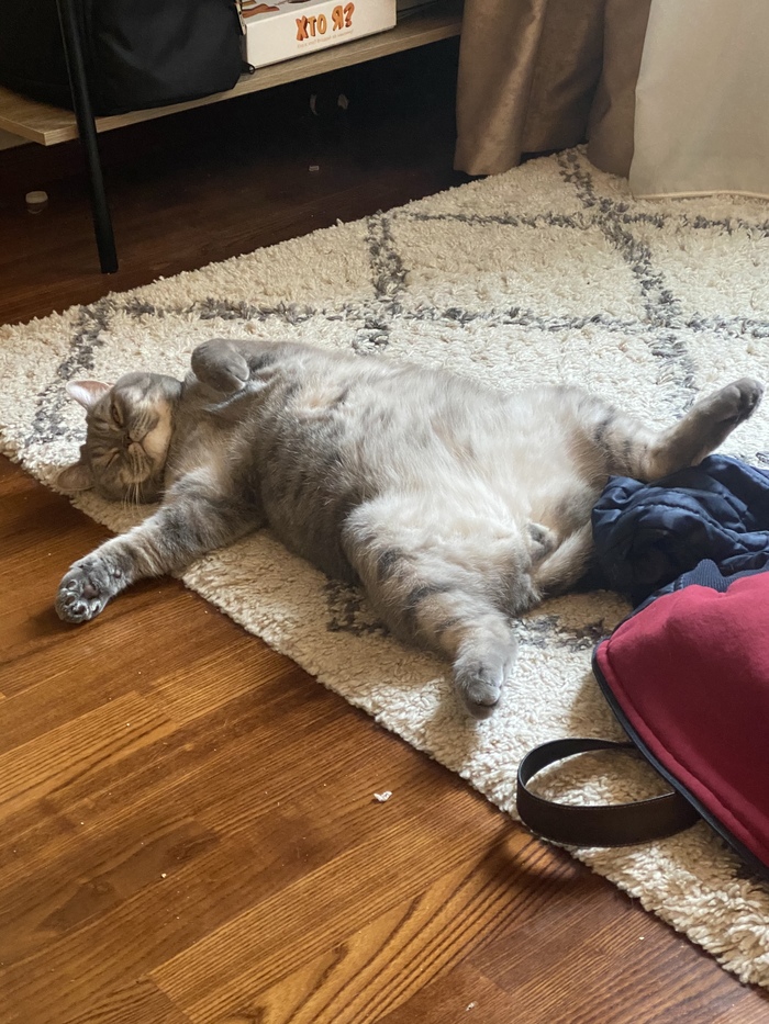 ������� ���������� ����