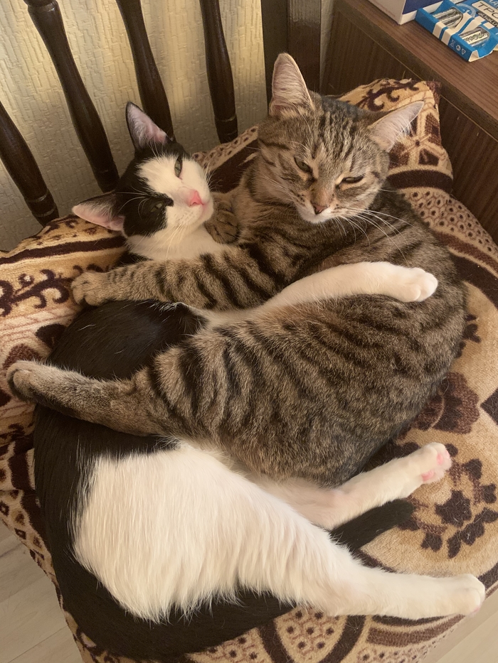 ������ ���������