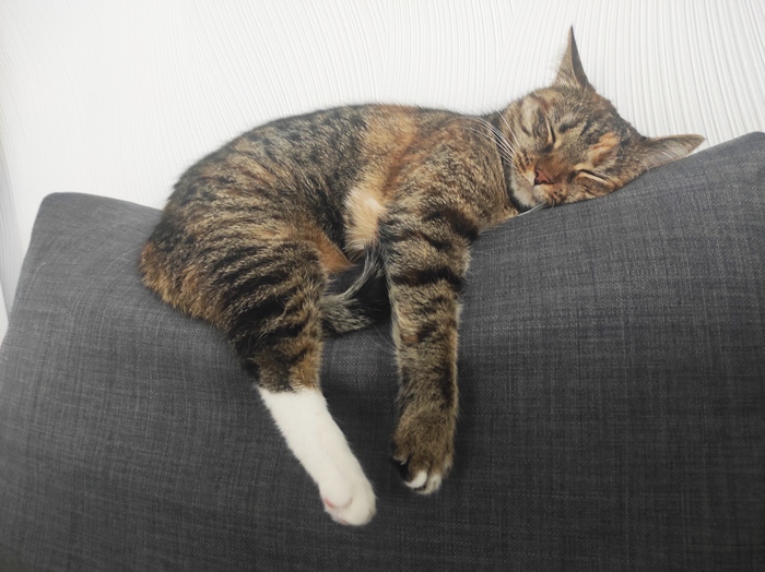 ���� ���� �����, � ��������