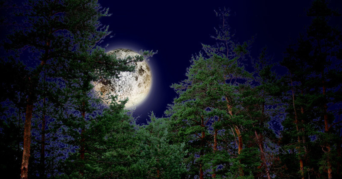 Mir noch. «Ночь в лесу». Ночной лес. Лес Освещенный луной. Луна над лесом.