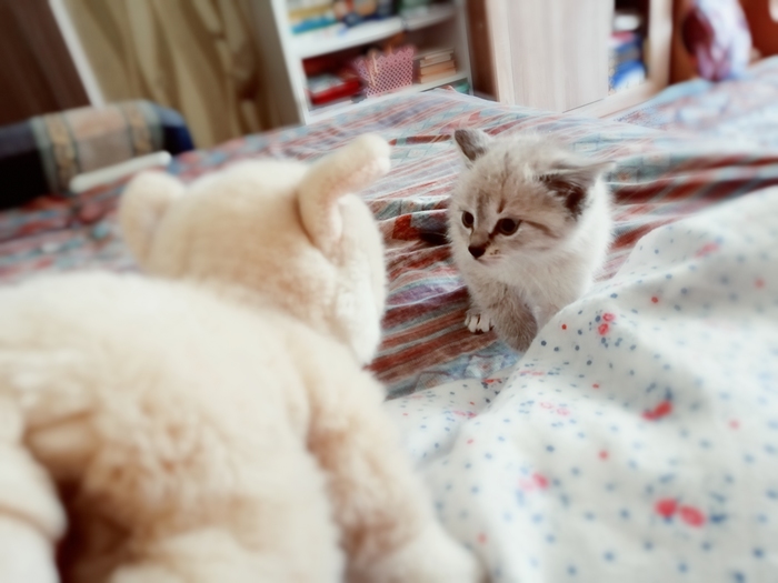 Встреча с новым другом