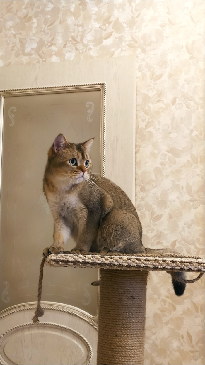 За котов!