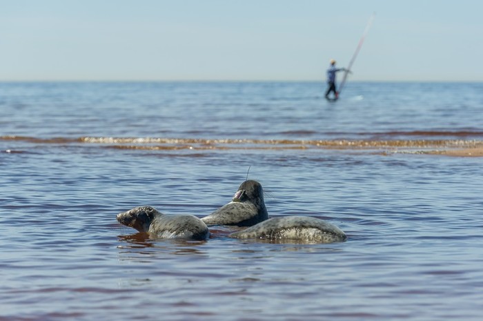 В центре Петербурга заметили краснокнижную нерпу