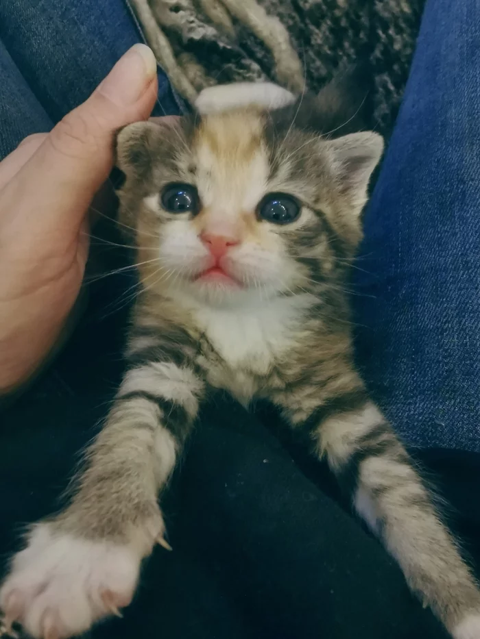 Кошачий дневник. День 4 Кот, Котята, Животные, Домашние животные, Спасение, Спасение животных, Спасение жизни, Волонтерство, Помощь, Длиннопост