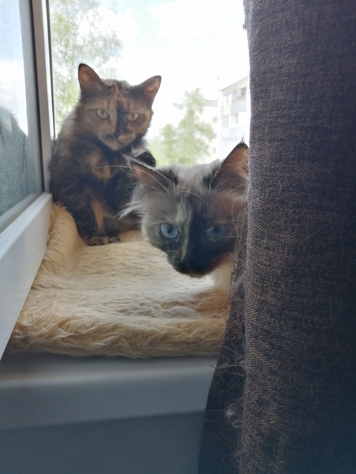 Где тут в партизанский отряд записывают?