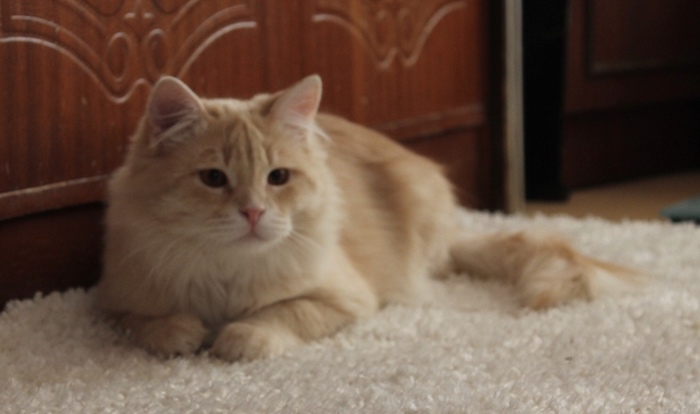 Мой любимый рыжий бомж