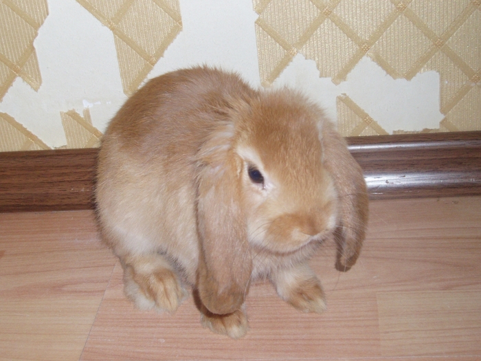 Котики vs песики. Удар с фланга