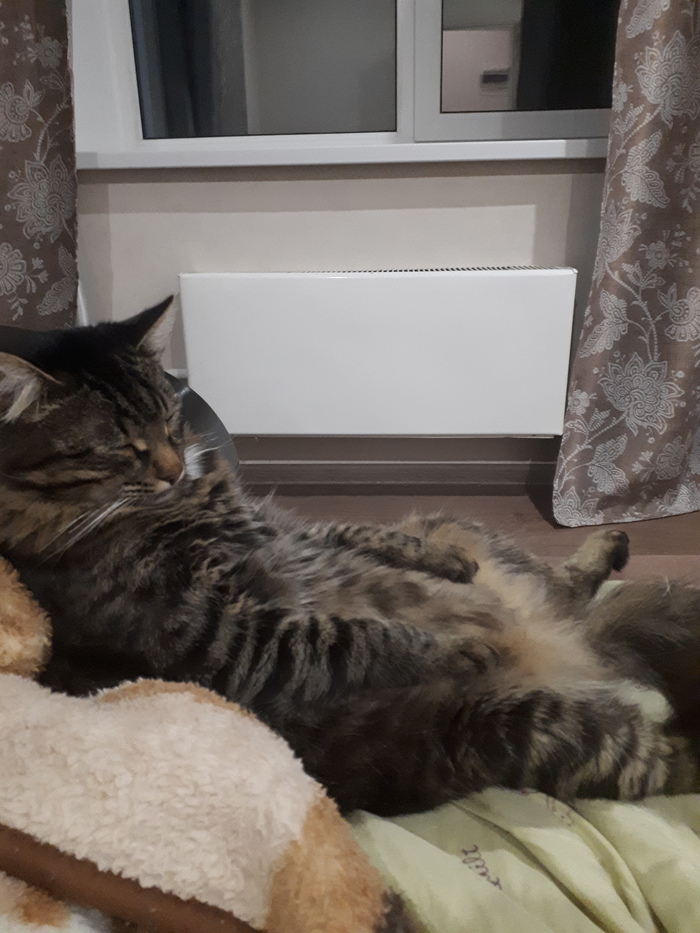 КОТ ВАСИЛИЙ