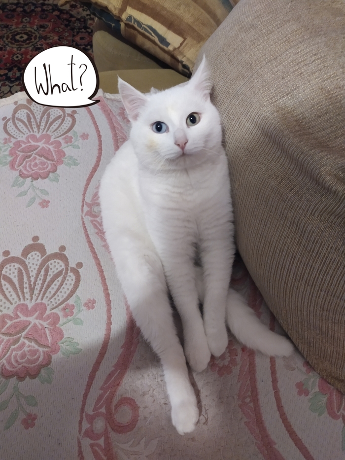 � ���� ������...