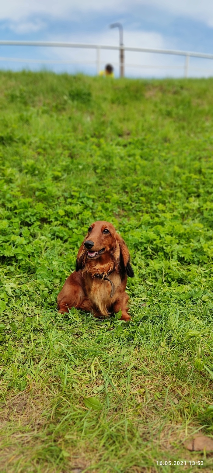 Солнечный песель