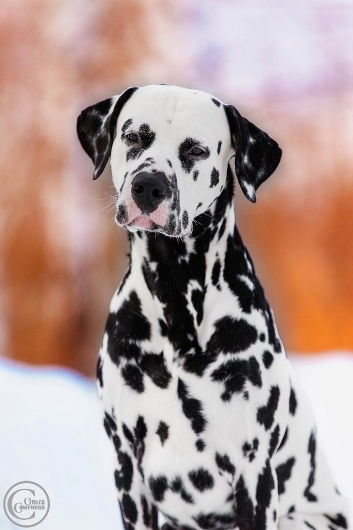 ������ � ����� ������� ���������