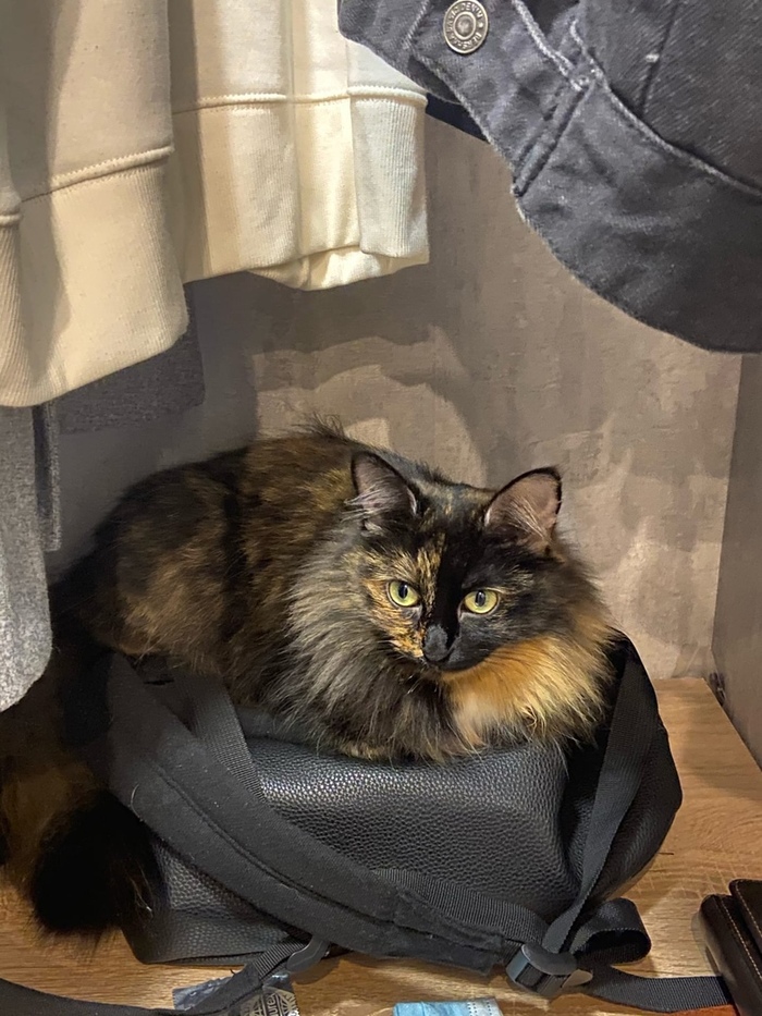 Пропала кошка (нашли)