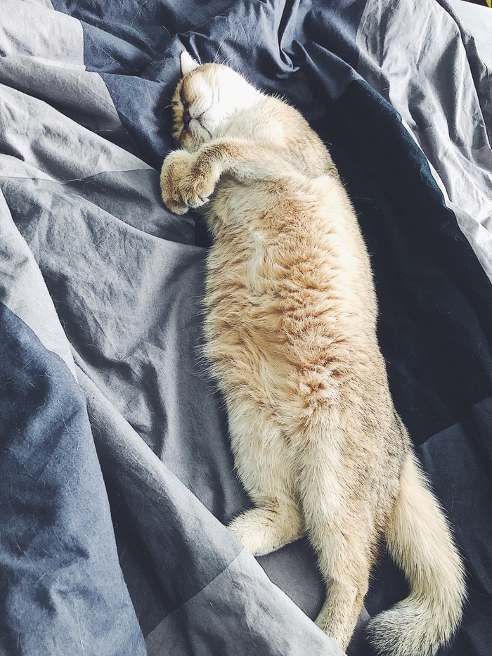 Типичный лежебока