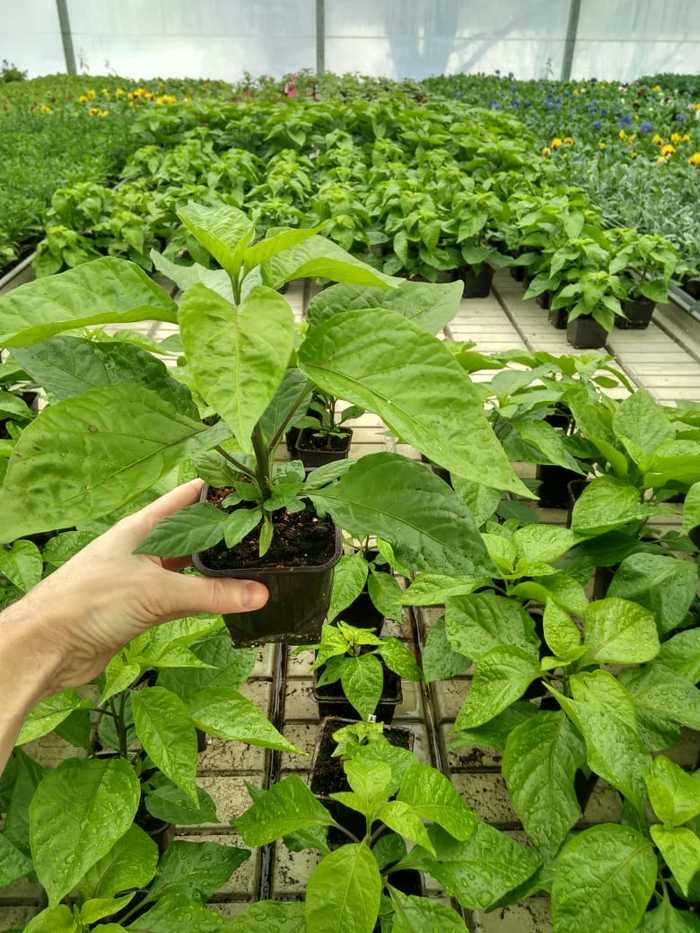 Что такое ghost pepper. Смотреть фото Что такое ghost pepper. Смотреть картинку Что такое ghost pepper. Картинка про Что такое ghost pepper. Фото Что такое ghost pepper