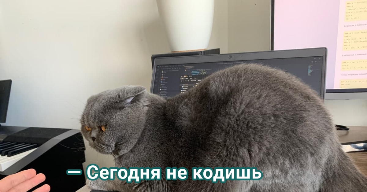 Кот разработчик. Кот программист. Программирование котик. Кот Компьютерщик. Кот программирует.