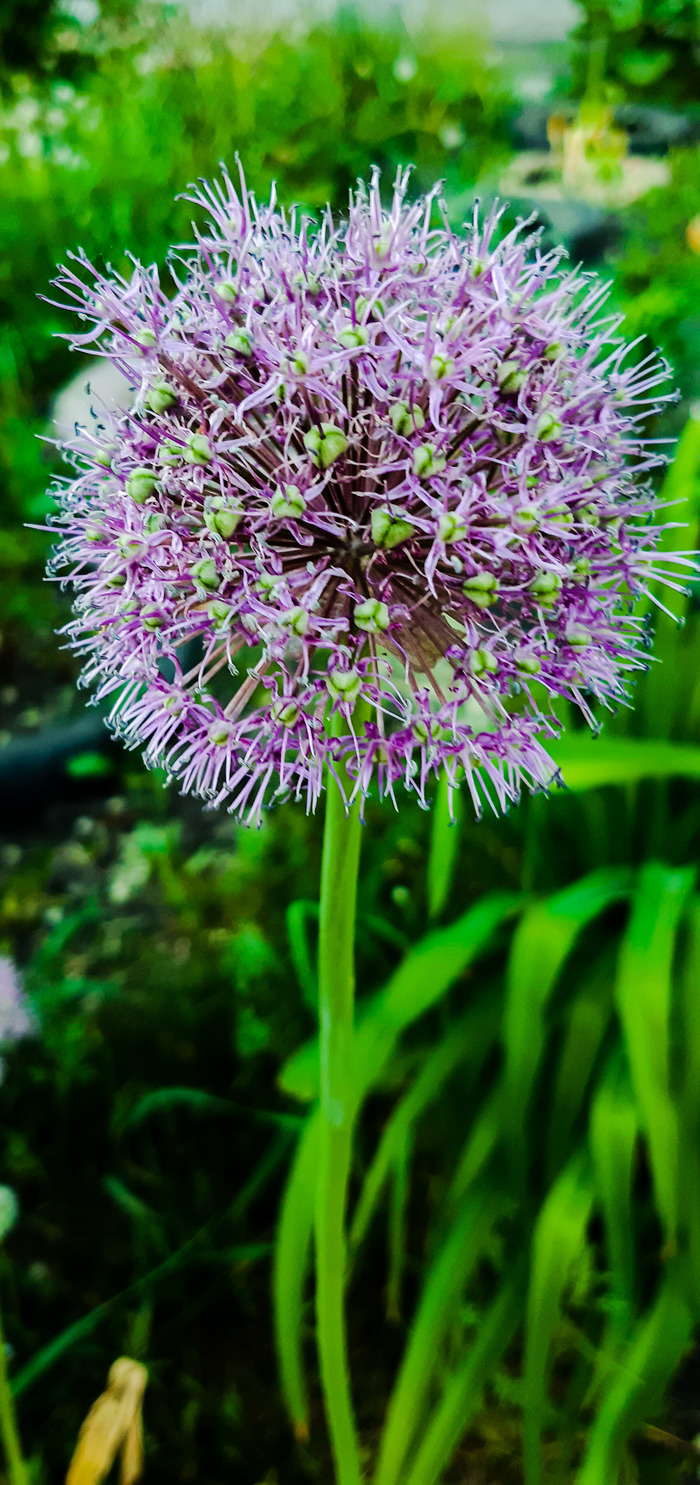 Лук исполинский