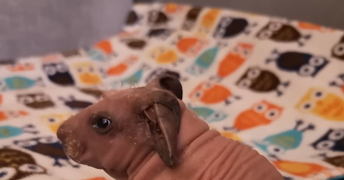 Морская свинка скинни. Начало | Пикабу