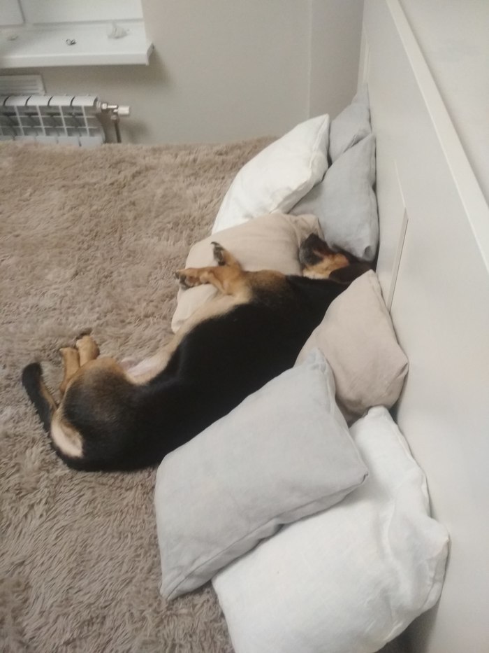 Лёша Собаки против кошек, Собака, Длиннопост, Сон, Кровать